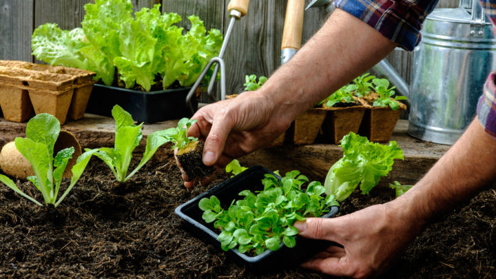 You Need to Prepare Your Garden for Spring Planting