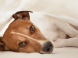 Successfully treating Hemangiosarcoma in Dogs