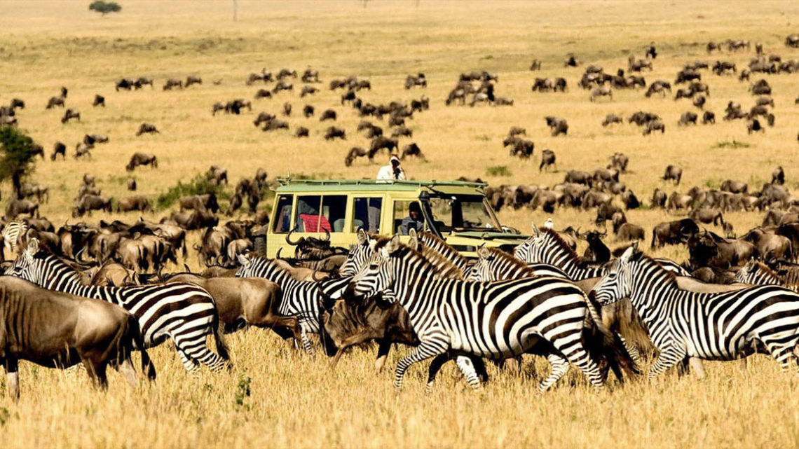 What To Know Before Going On A Safari