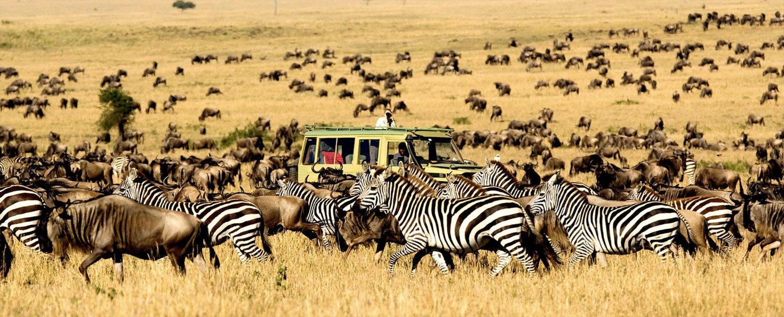 What To Know Before Going On A Safari - BrandFuge