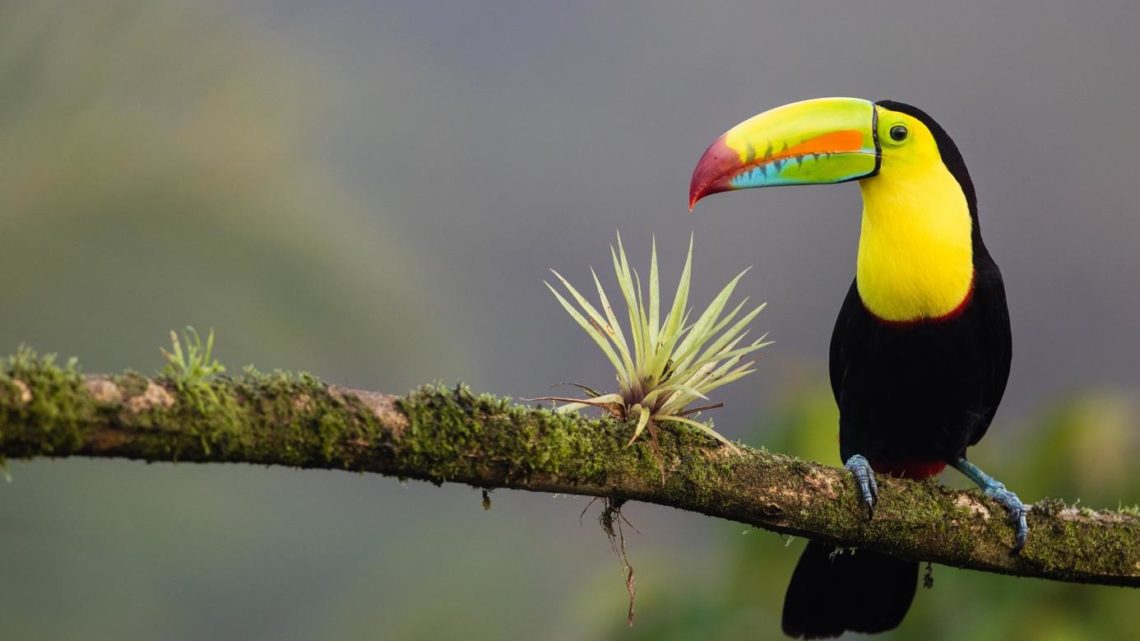 Experience True Adventure in Costa Rica’s Wildlife