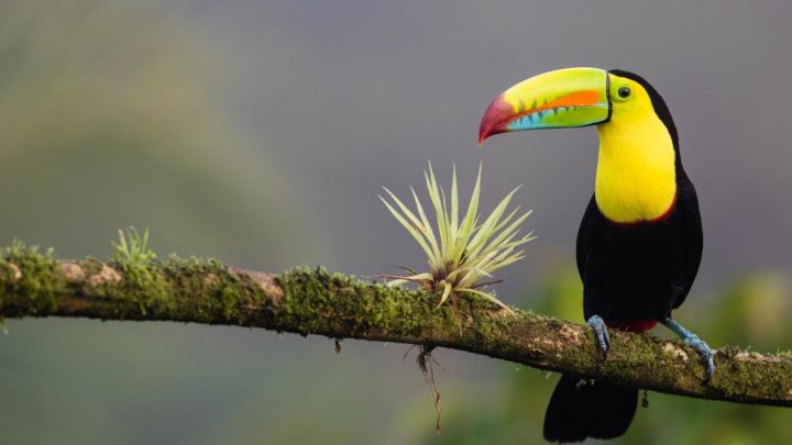 Experience True Adventure in Costa Rica’s Wildlife