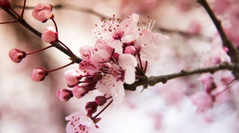 The Most Popular Flowers That Can Be Seen In France - BrandFuge