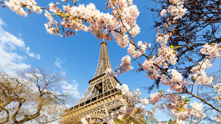 The Most Popular Flowers That Can be Seen in France