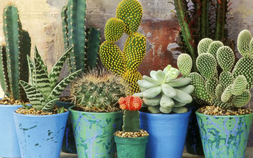 6 Caring Tips and Tricks for Cacti & Succulents