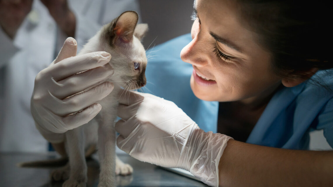 How Do I Tell If My Cat Has Food Intolerance? BrandFuge