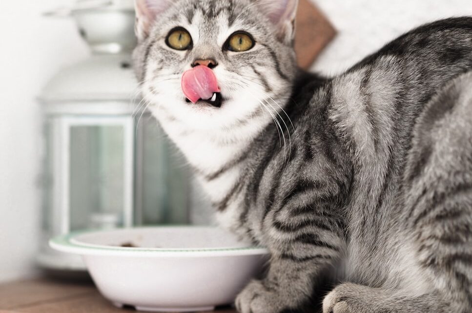 How Do I Tell If My Cat Has Food Intolerance? 