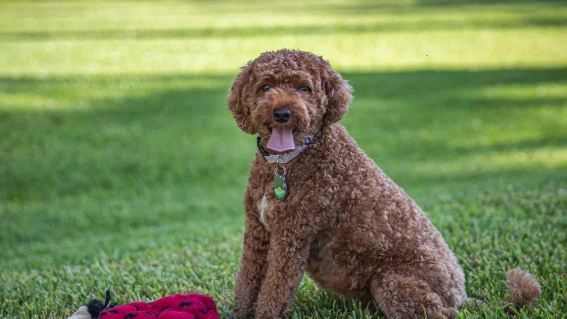 The Best Cavapoo Breeders & Where to Find Them