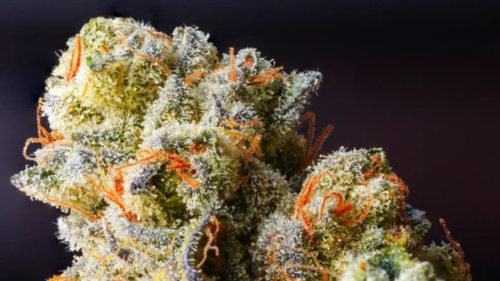 Revolutionizing Healthcare: How THCA Flower is a Cornerstone in Holistic Medicine