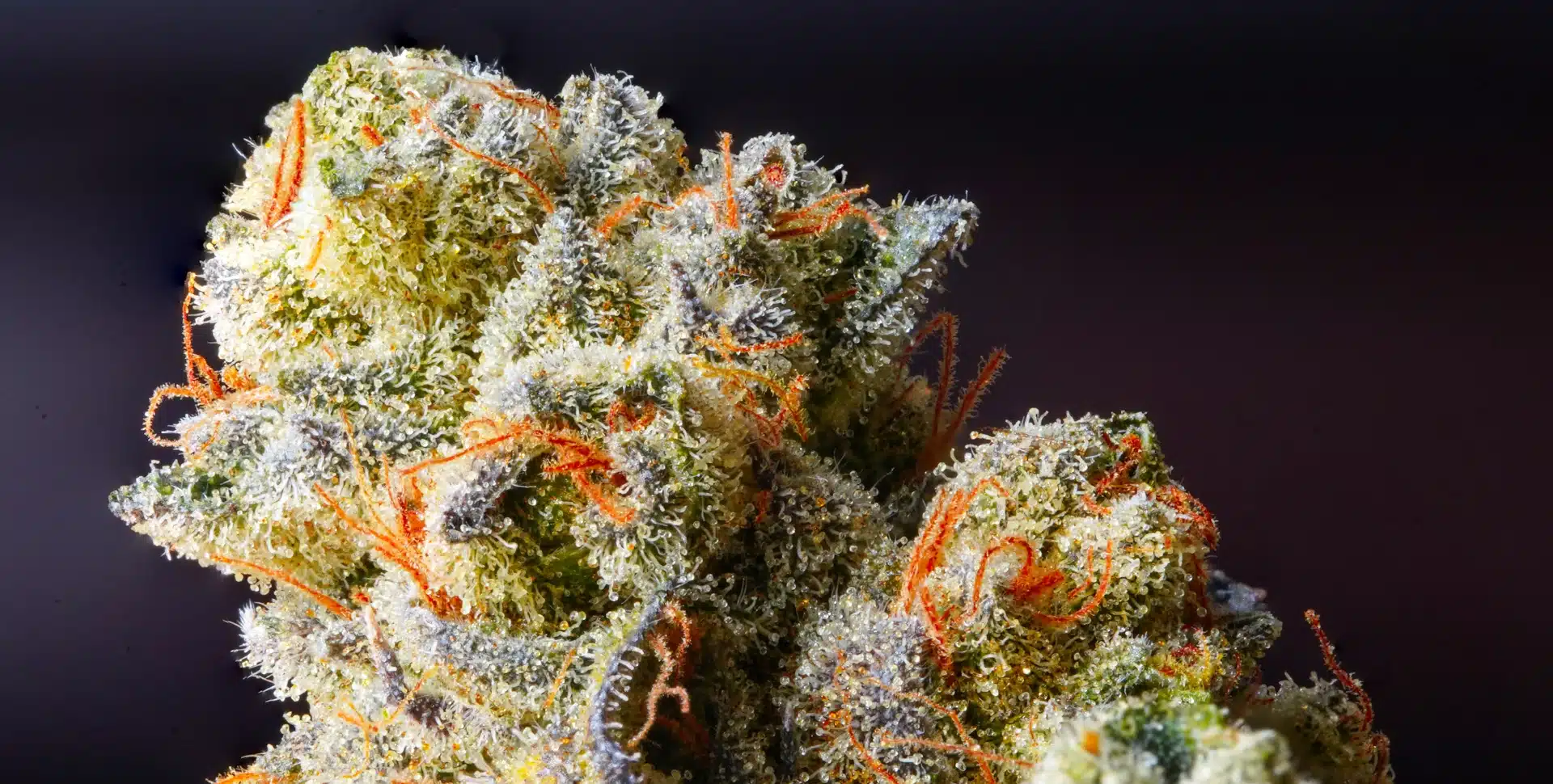 Can You Fly With Thca Flower Revolutionizing Healthcare: How THCA Flower is a Cornerstone in