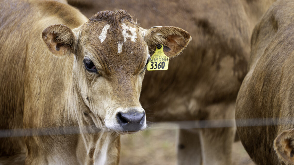 Stampede of Solutions: How Cow Tagging Standards Impact the Industry